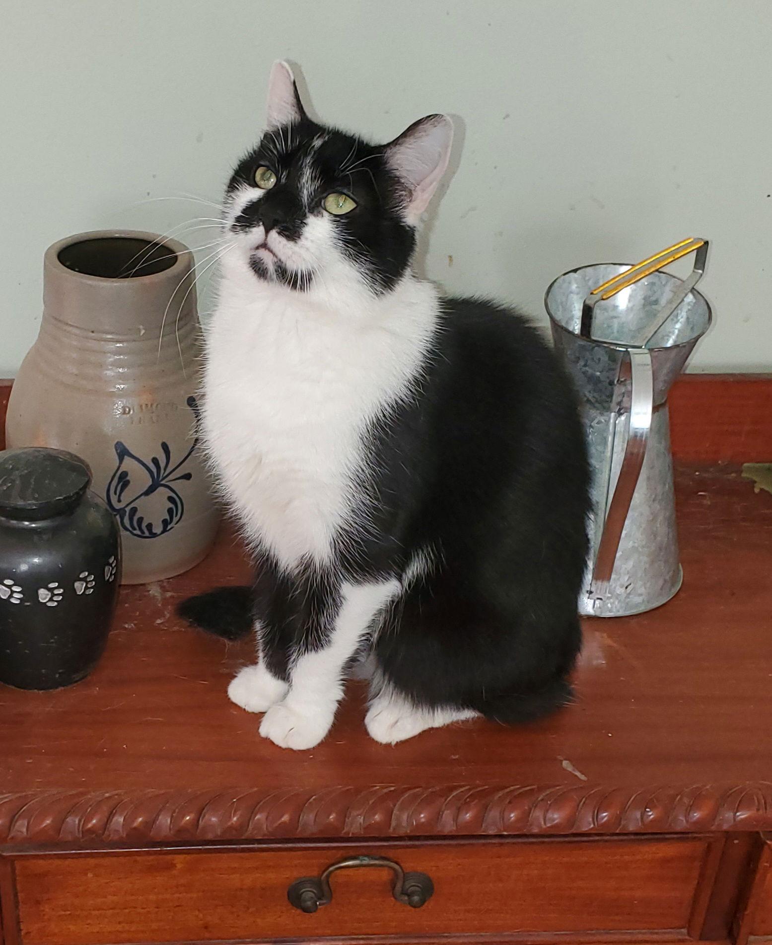 Enlarge Adeline, a Adoptable Domestic Short Hair in Naugatuck, CT image 3/3