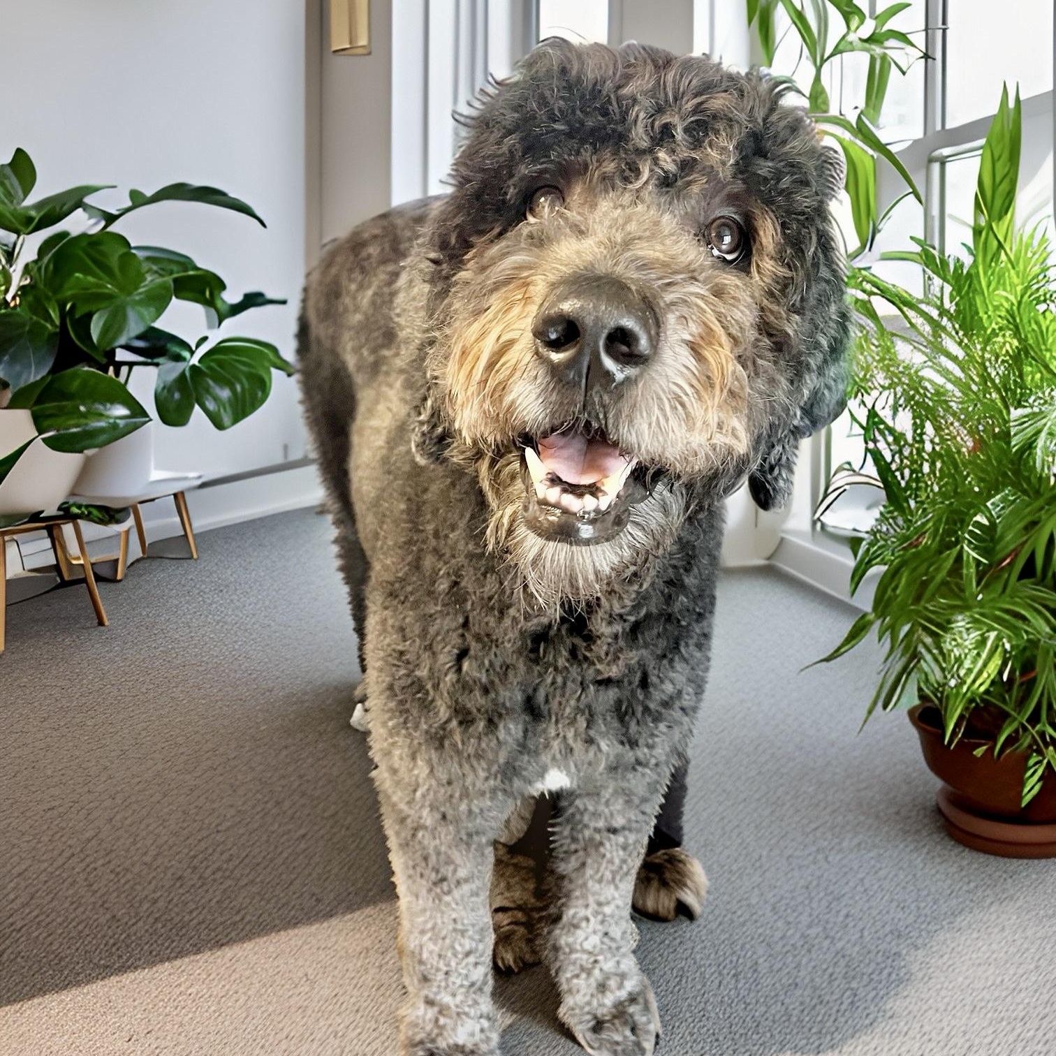 MAZI- CONNECTICUT, adopted, Adult Male Goldendoodle.