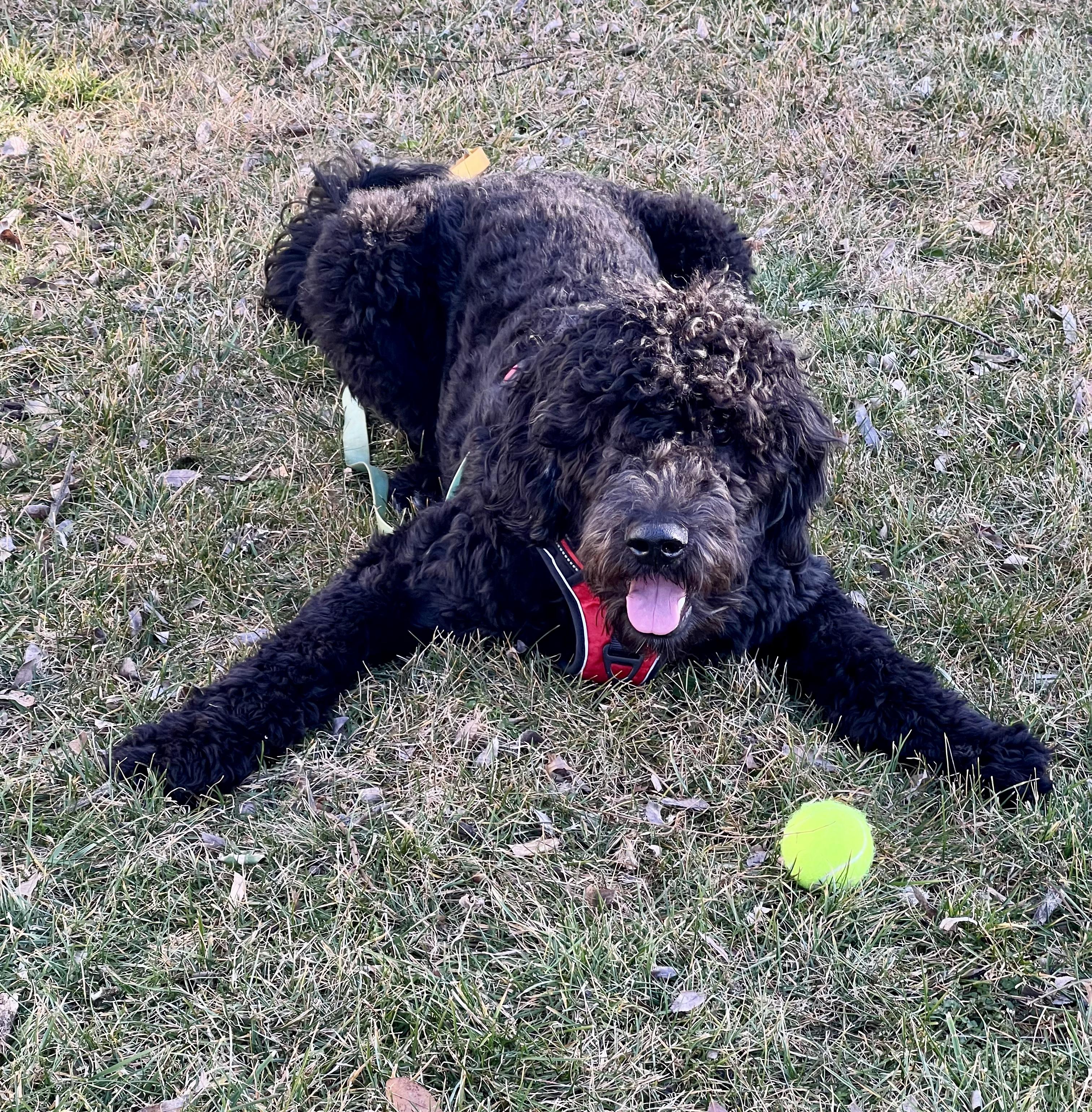 Enlarge MAZI- CONNECTICUT, an adopted Goldendoodle in LYME, CT image 2/6
