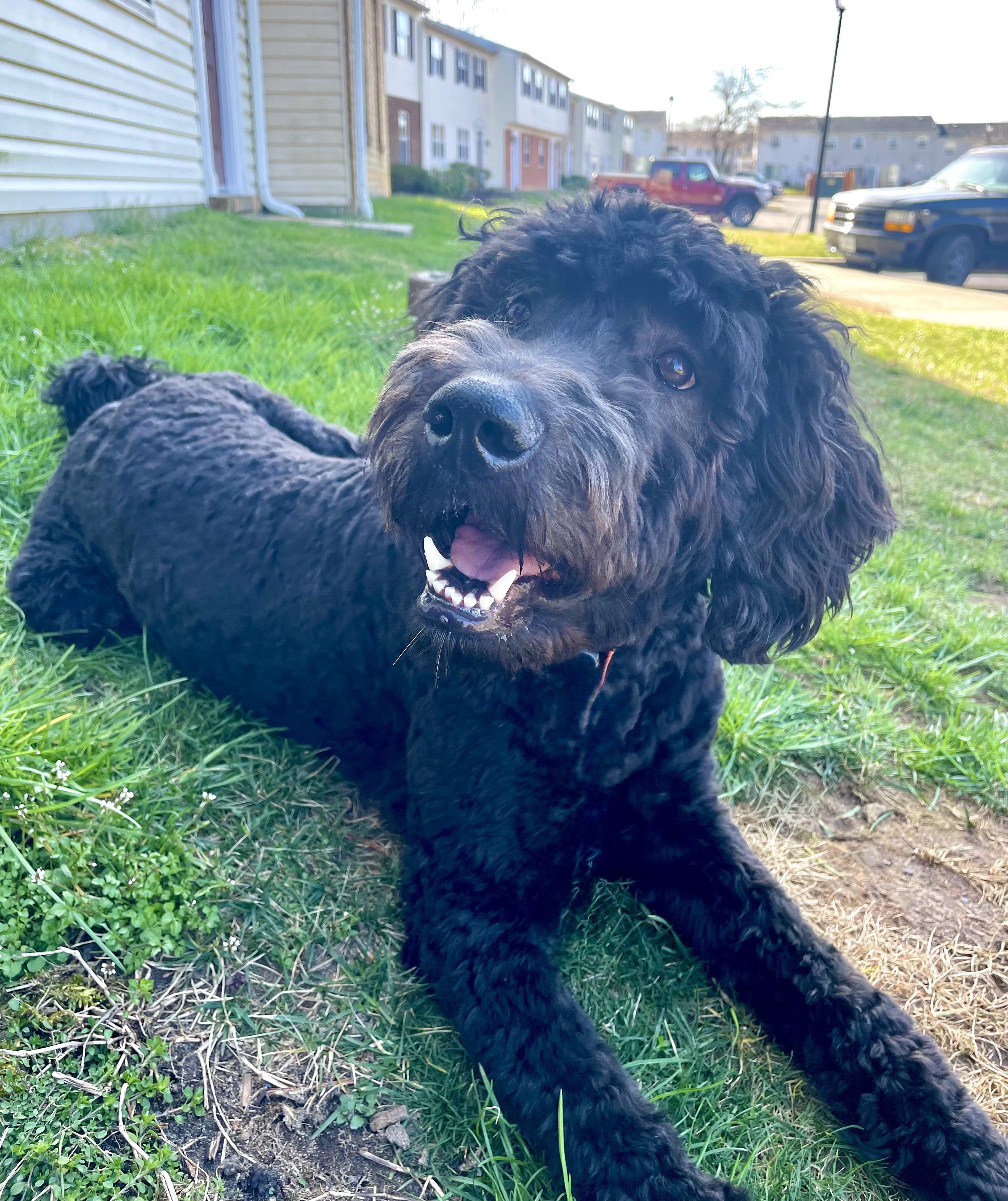 Enlarge MAZI- CONNECTICUT, an adopted Goldendoodle in LYME, CT image 3/6