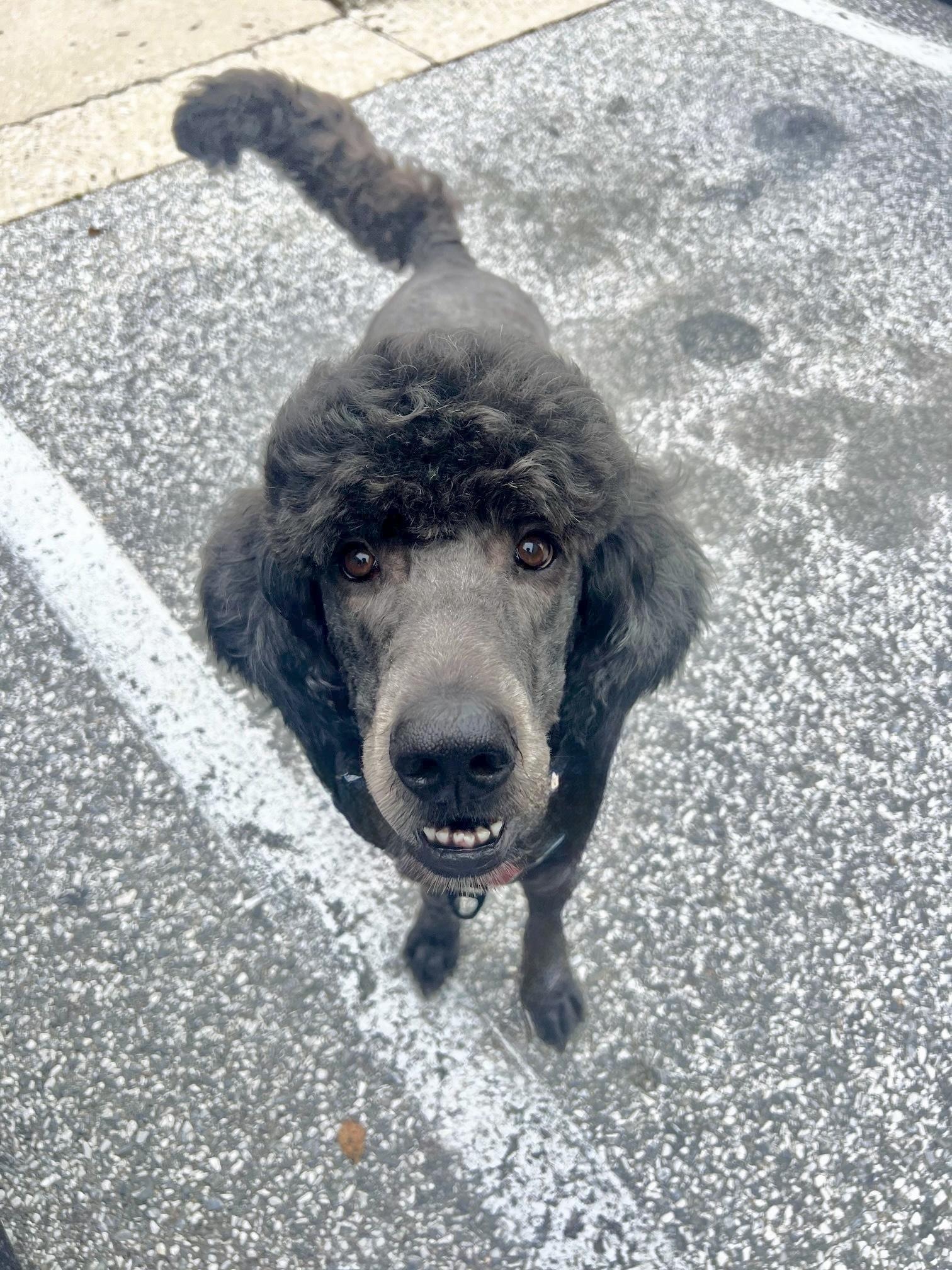 Enlarge MAZI- CONNECTICUT, an adopted Goldendoodle in LYME, CT image 4/6