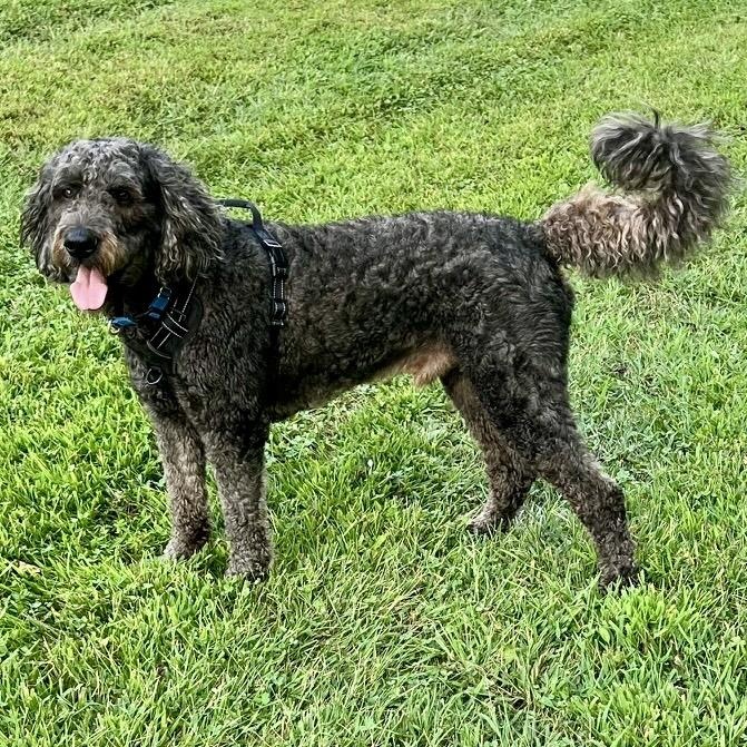 Enlarge MAZI- CONNECTICUT, an adopted Goldendoodle in LYME, CT image 5/6