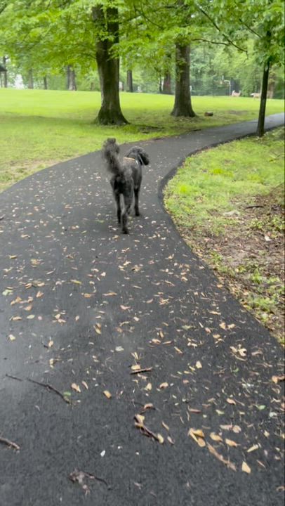 Enlarge MAZI- CONNECTICUT, an adopted Goldendoodle in LYME, CT video 6/6