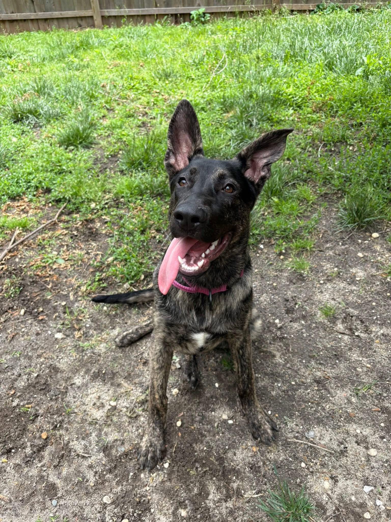 Bear, Adoptable, Young Male Shepherd.