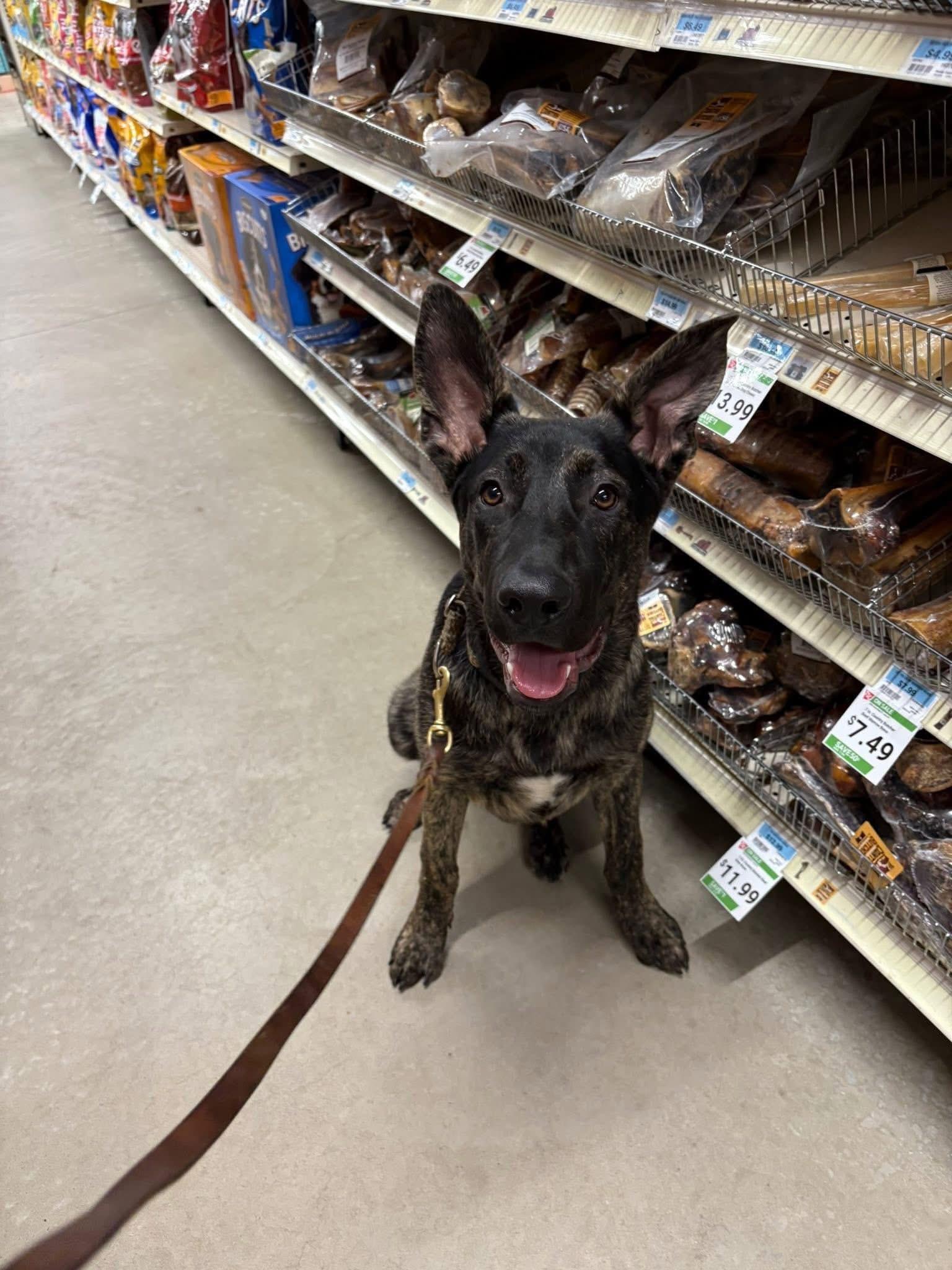 Bear, a Adoptable Shepherd in Hamilton, NJ image 3/4
