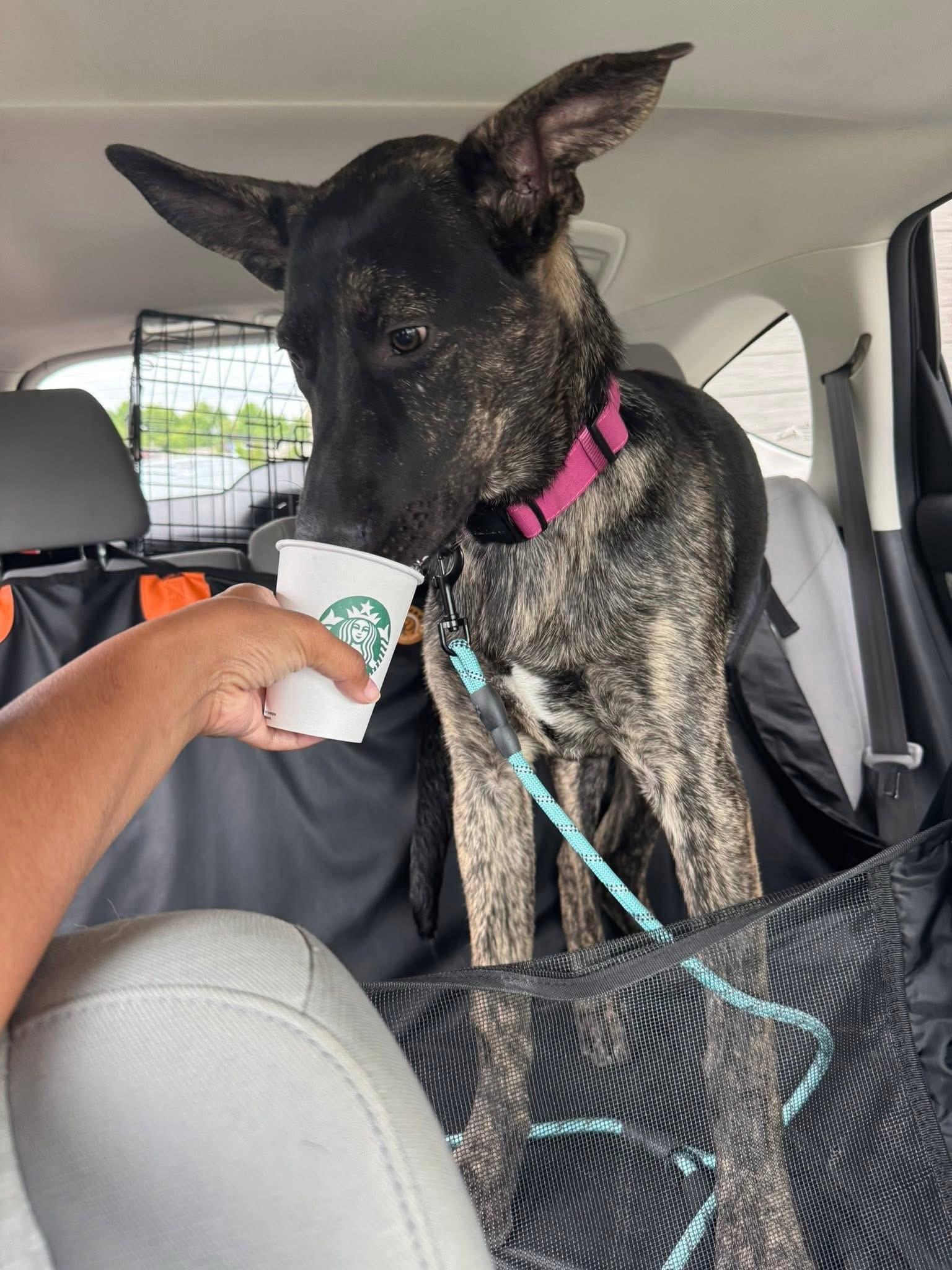 Bear, a Adoptable Shepherd in Hamilton, NJ image 4/4