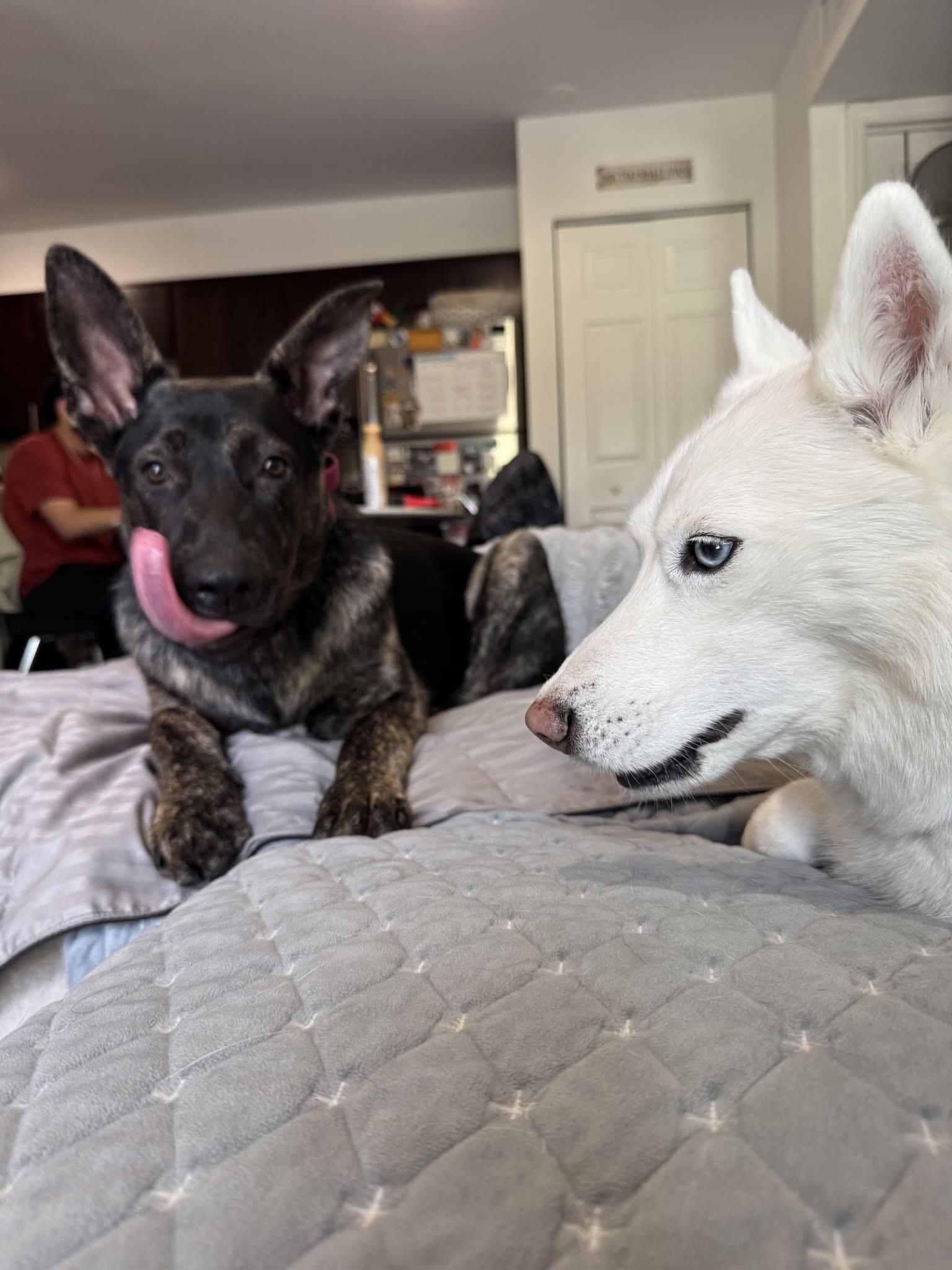 Bear, Adoptable, Young Male Shepherd.