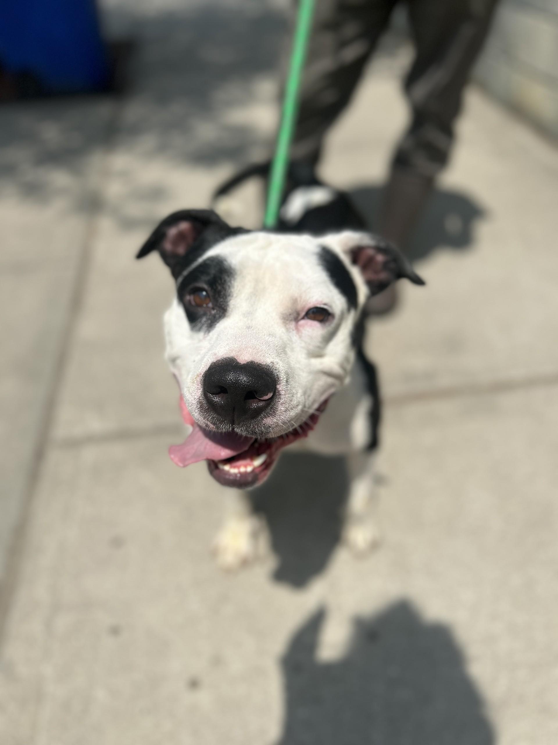 Frat Boy, Young Male Pit Bull Terrier
