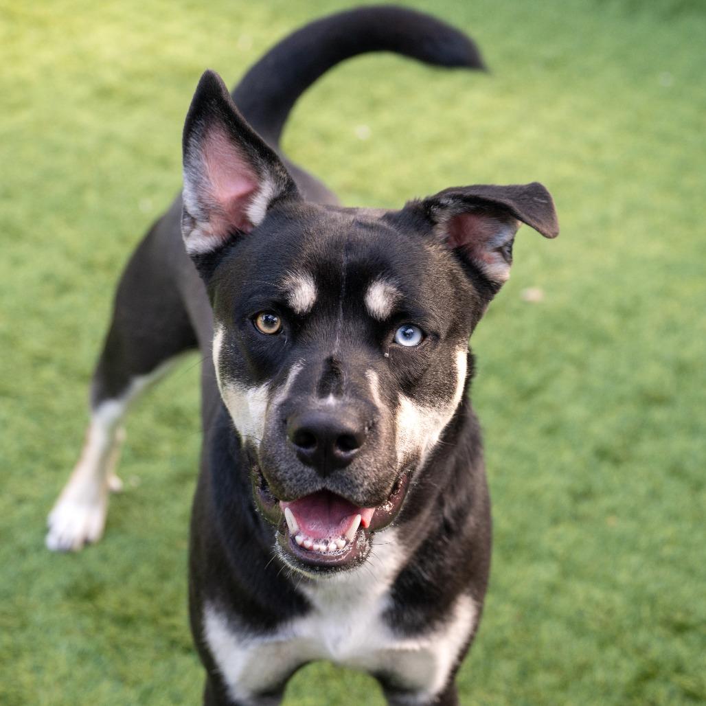 Enlarge Toaster, a Adoptable mixed breed in Pasadena, CA image 1/4