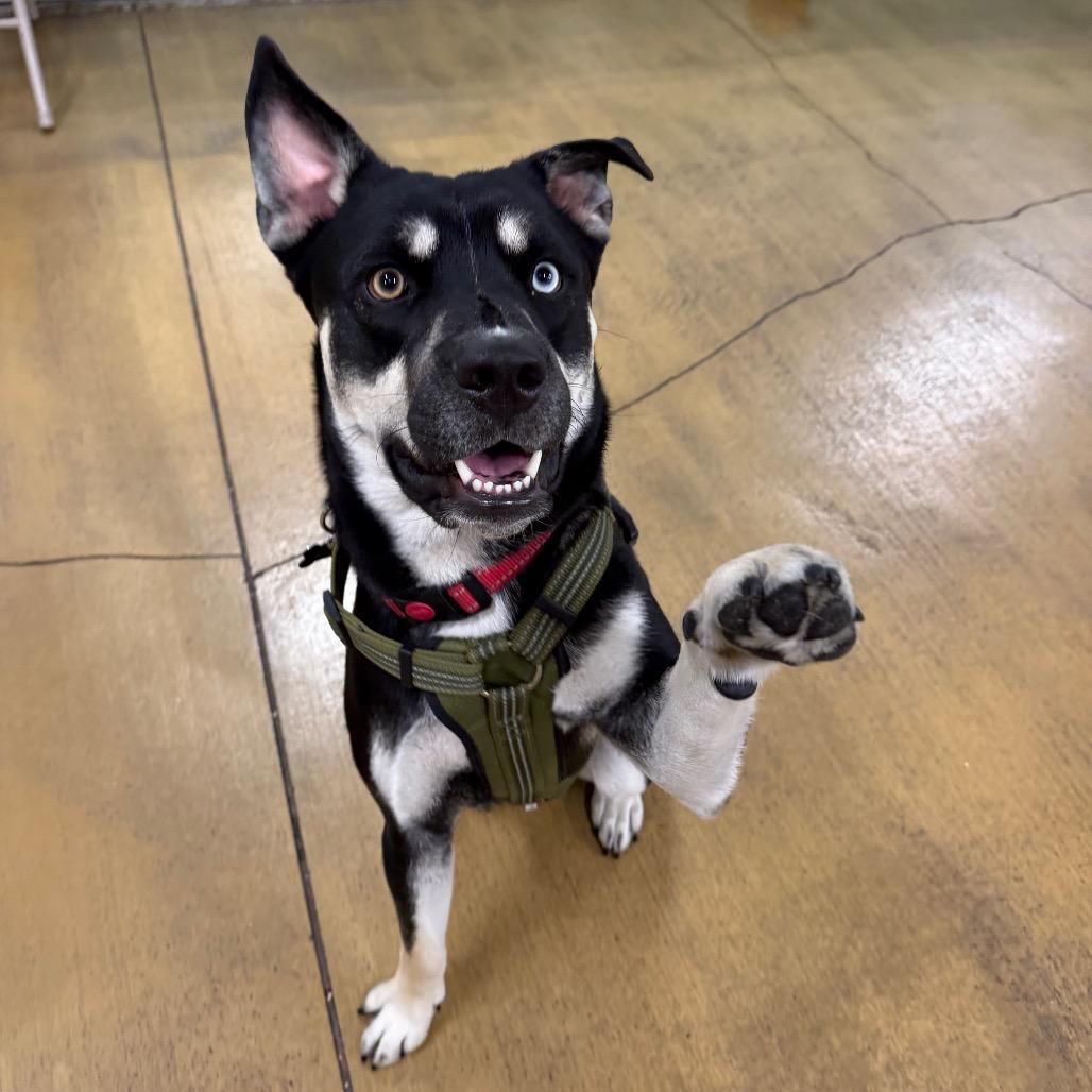 Enlarge Toaster, a Adoptable mixed breed in Pasadena, CA image 2/6