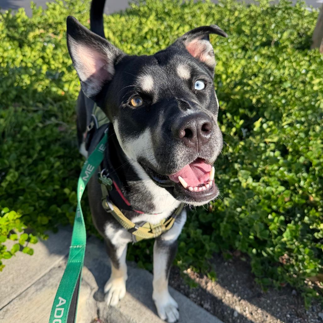 Enlarge Toaster, a Adoptable mixed breed in Pasadena, CA image 3/6