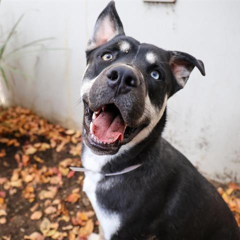 Enlarge Toaster, a Adoptable mixed breed in Pasadena, CA image 2/4