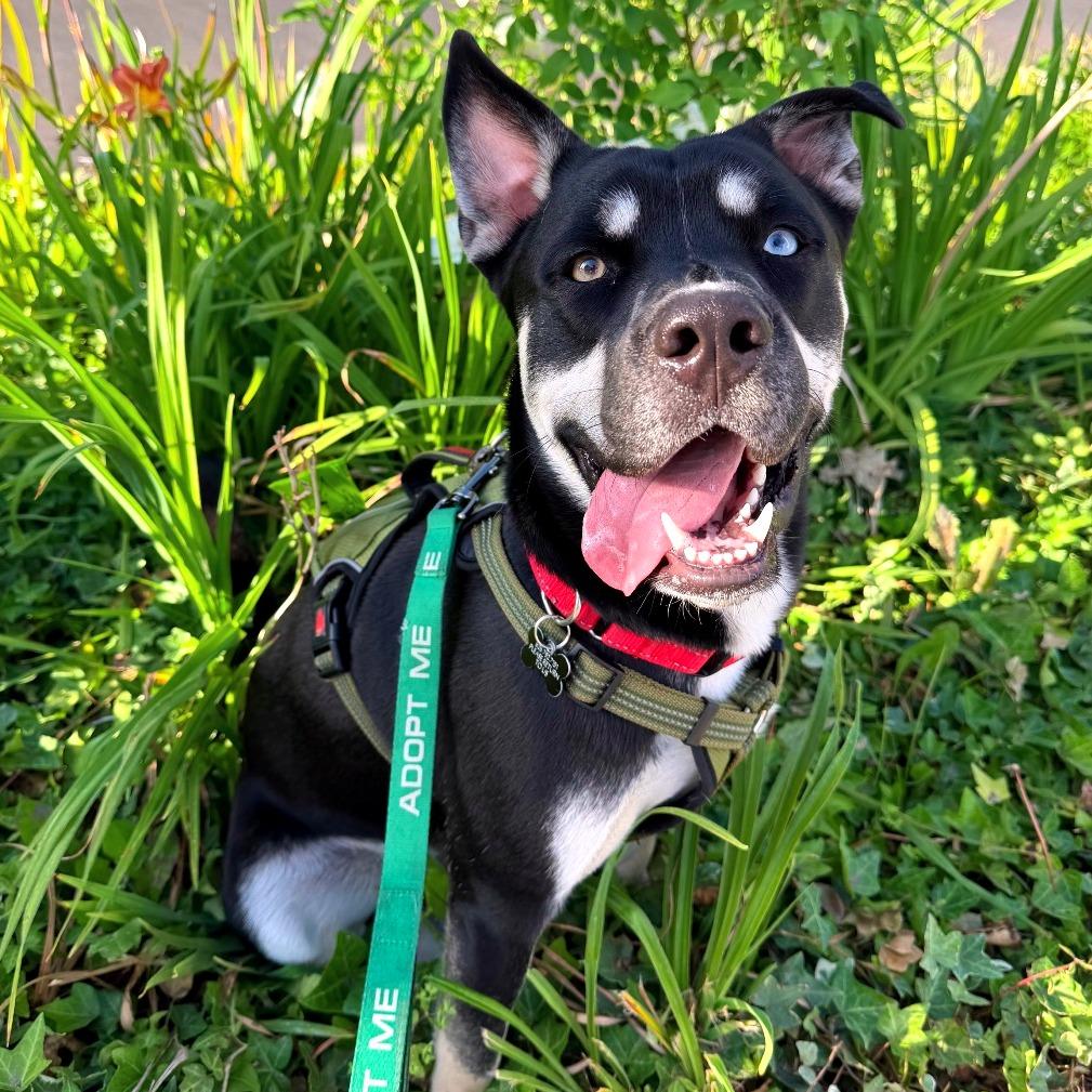 Enlarge Toaster, a Adoptable mixed breed in Pasadena, CA image 5/6