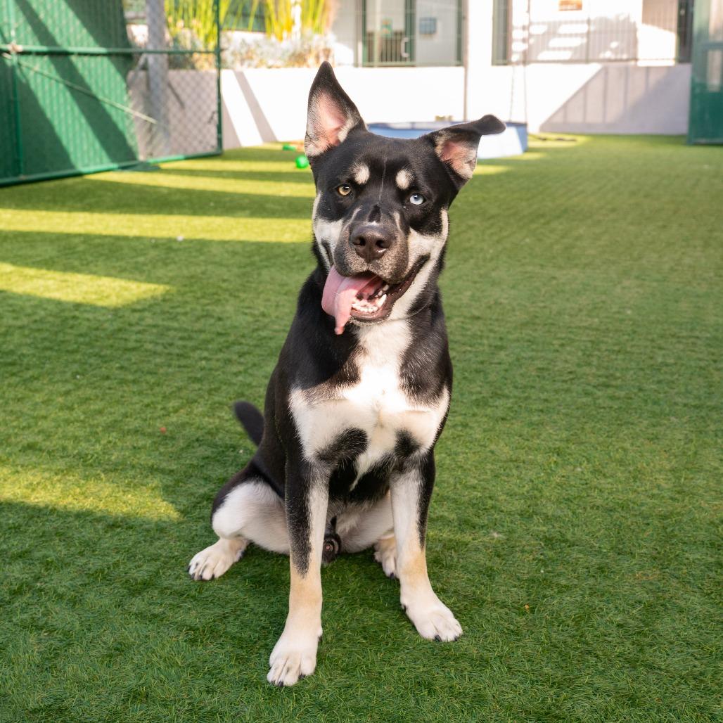 Enlarge Toaster, a Adoptable mixed breed in Pasadena, CA image 3/4