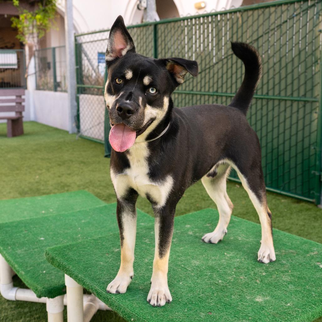 Enlarge Toaster, a Adoptable mixed breed in Pasadena, CA image 4/4