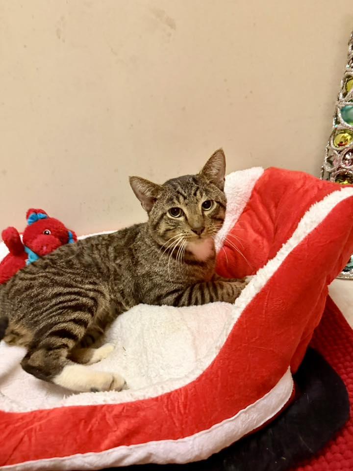 Jasper, Adoptable, Young Male Domestic Short Hair.