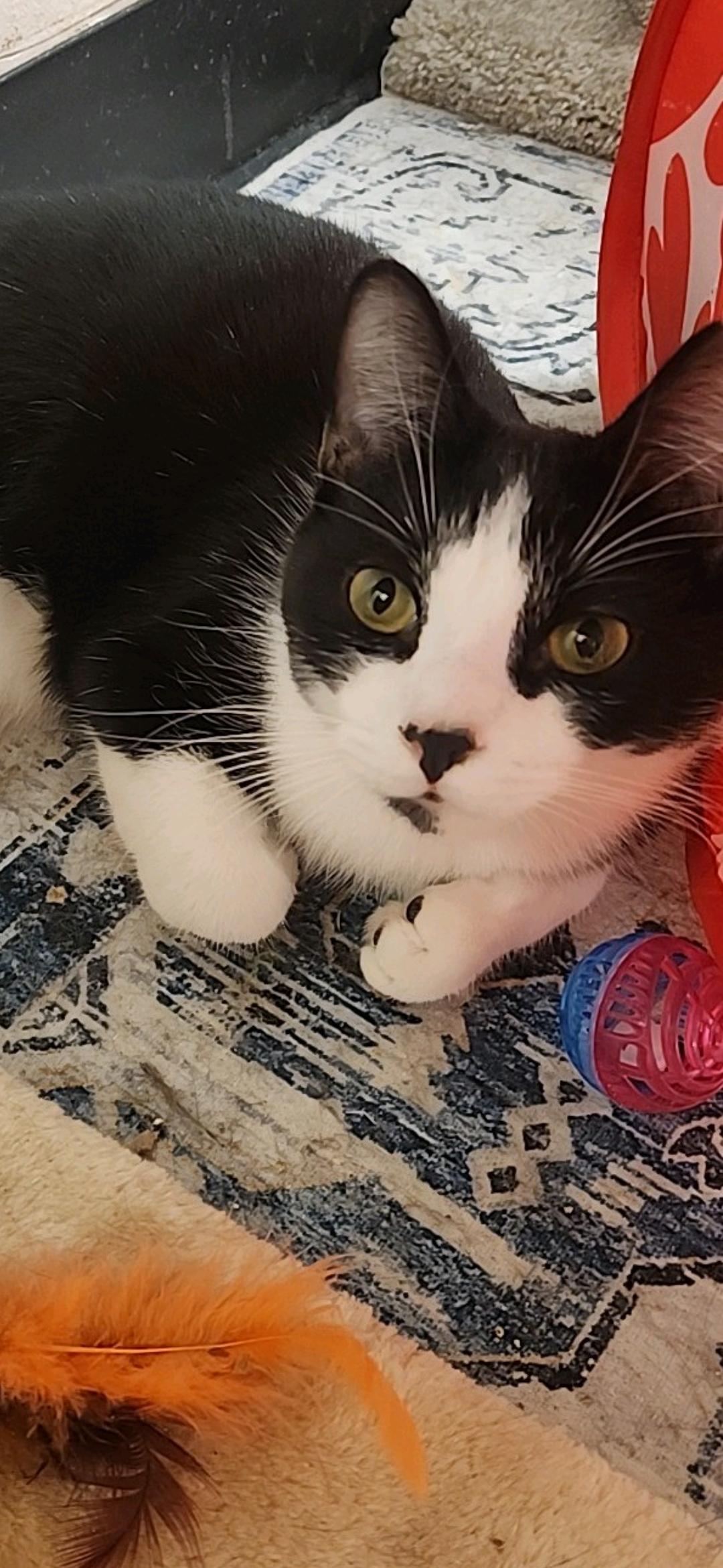 Cochise, a Adopted Domestic Short Hair in Charlotte, NC image 6/6