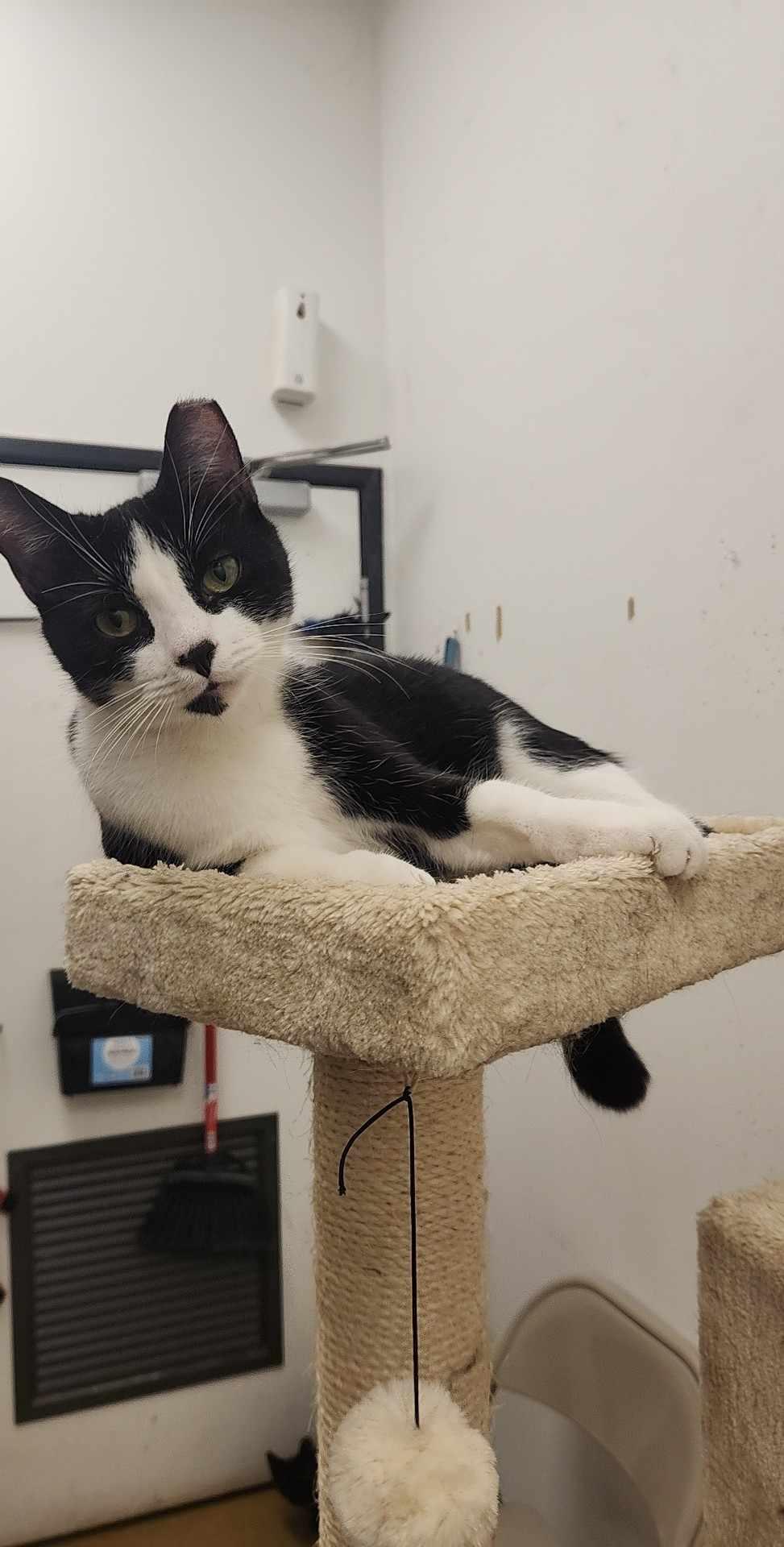 Cochise, a Adopted Domestic Short Hair in Charlotte, NC image 4/6