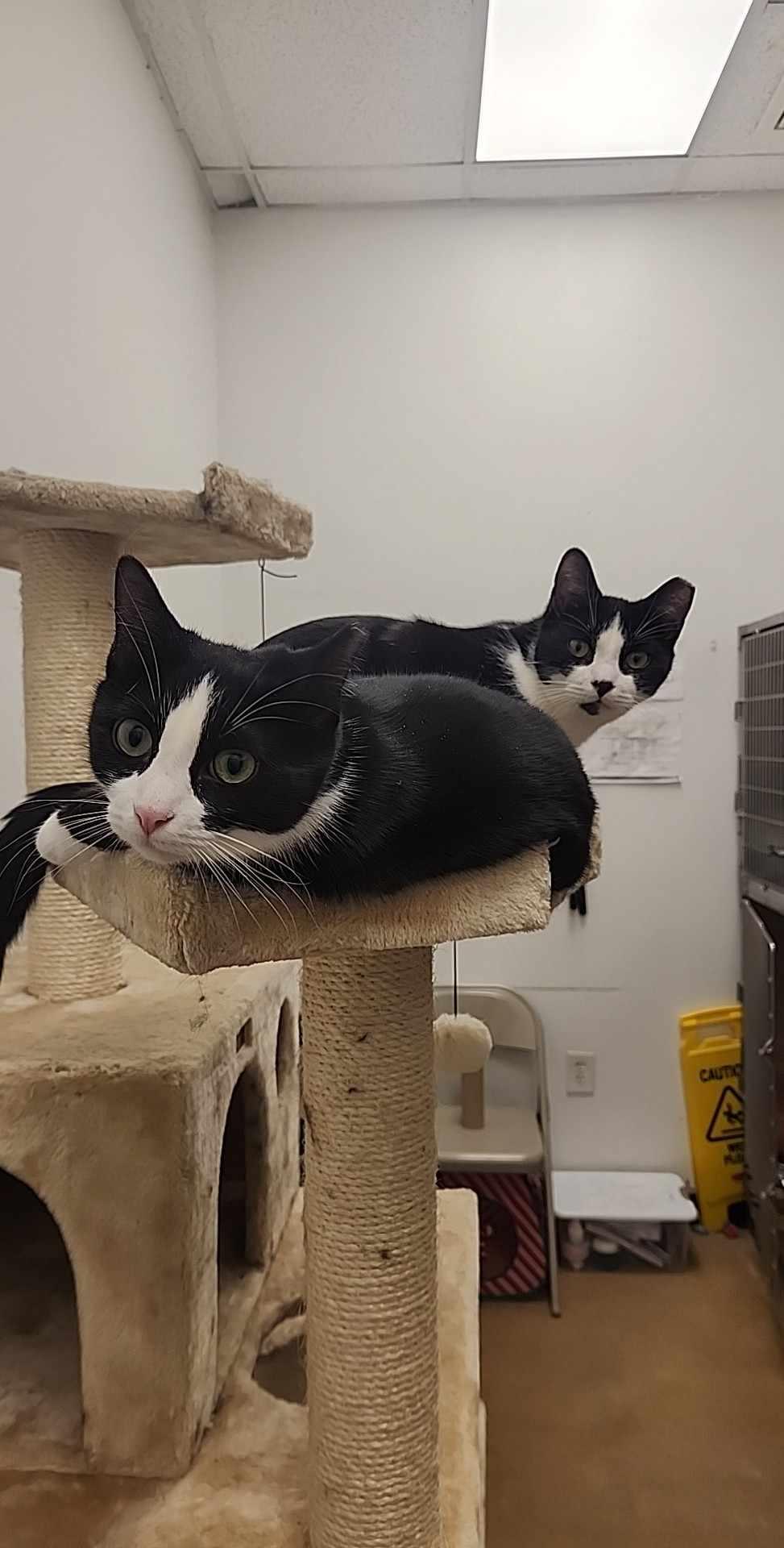 Cochise, a Adopted Domestic Short Hair in Charlotte, NC image 3/6