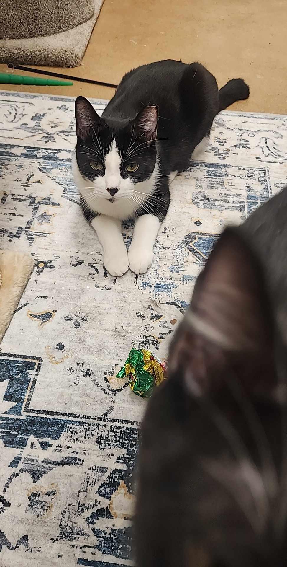 Cochise, a Adopted Domestic Short Hair in Charlotte, NC image 5/6