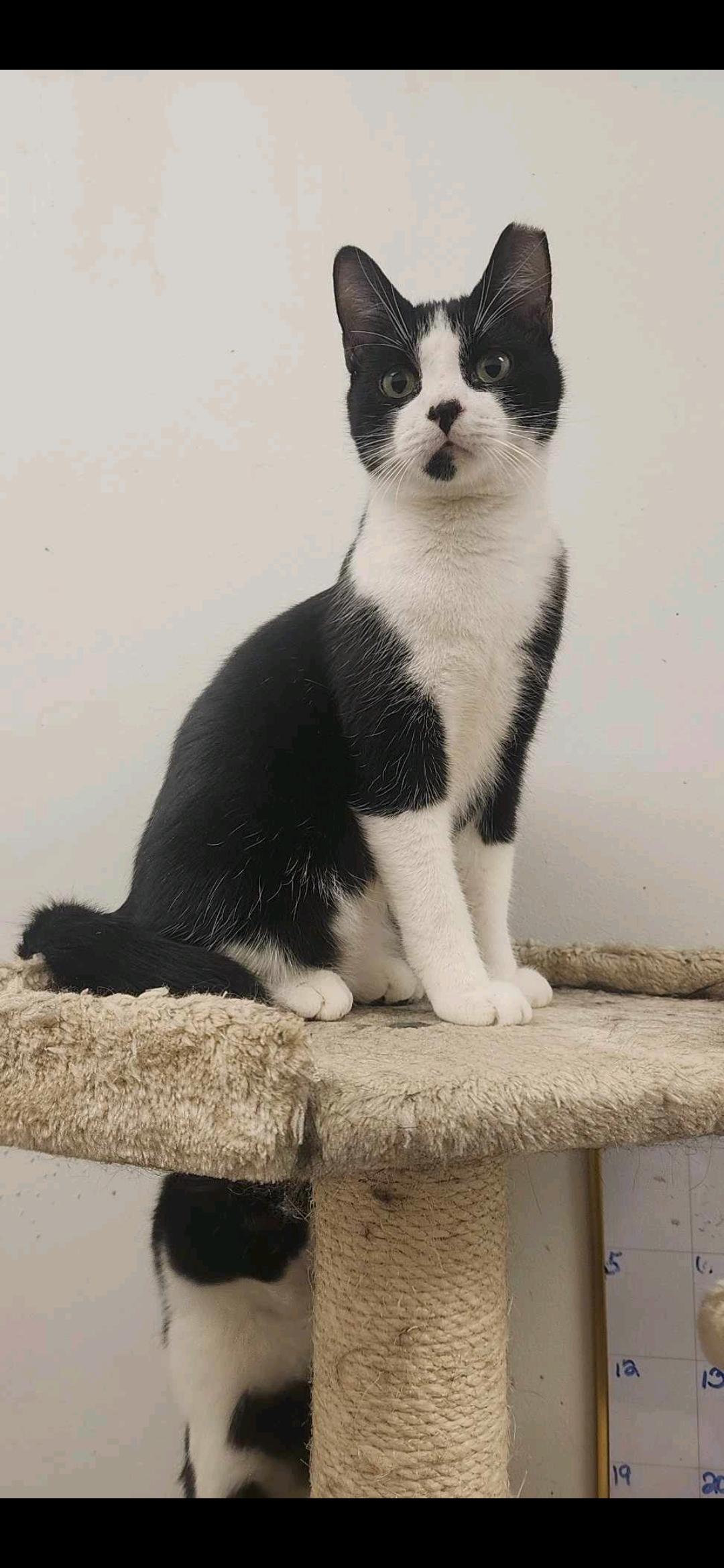 Cochise, Adopted, Adult Male Domestic Short Hair.