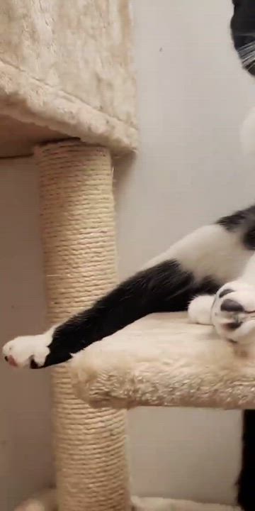 Enlarge Cochise, a Adopted Domestic Short Hair in Charlotte, NC video 2/6