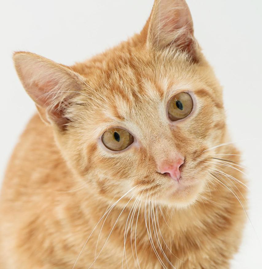 Tiki!  Terrific Fun Mushy Snugglebug!  VIDEOS, Adoptable, Young Male Tabby.