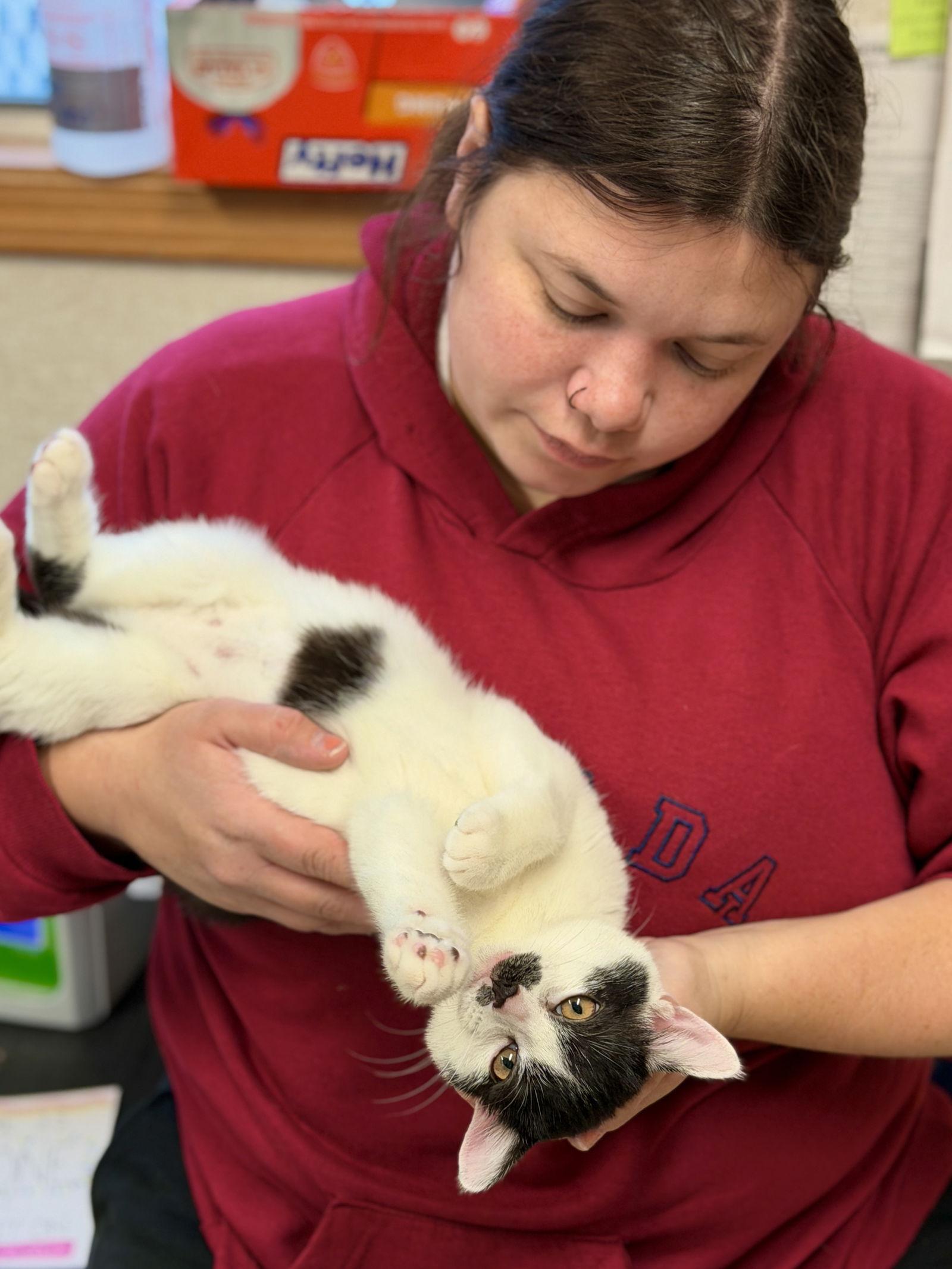 Enlarge Jess, a Adoptable Domestic Short Hair in West Cornwall, CT image 1/3