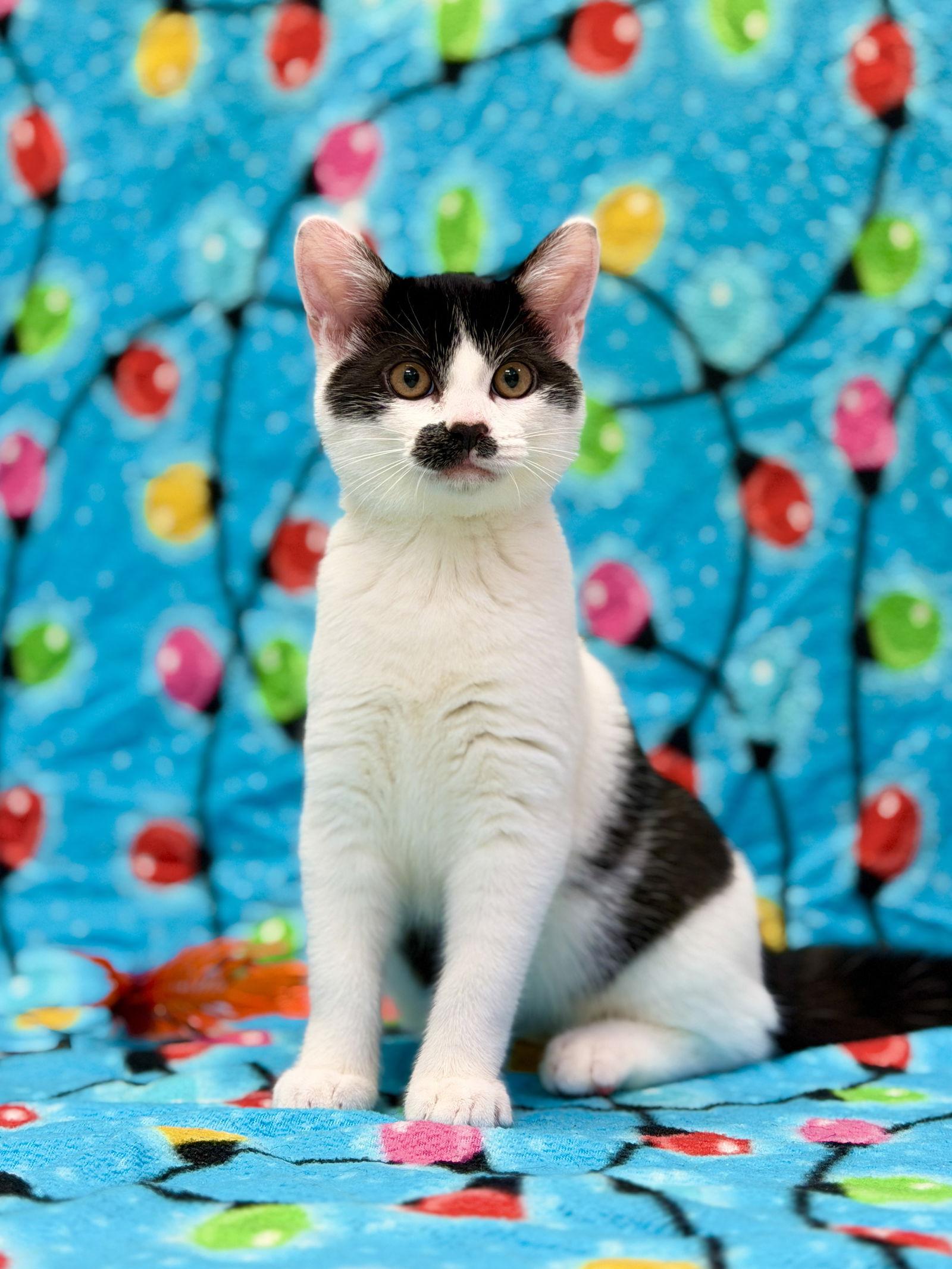 Enlarge Jess, a Adoptable Domestic Short Hair in West Cornwall, CT image 2/3