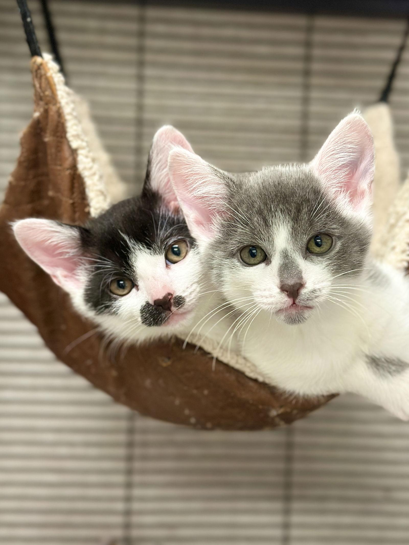 Enlarge Jess, a Adoptable Domestic Short Hair in West Cornwall, CT image 3/3