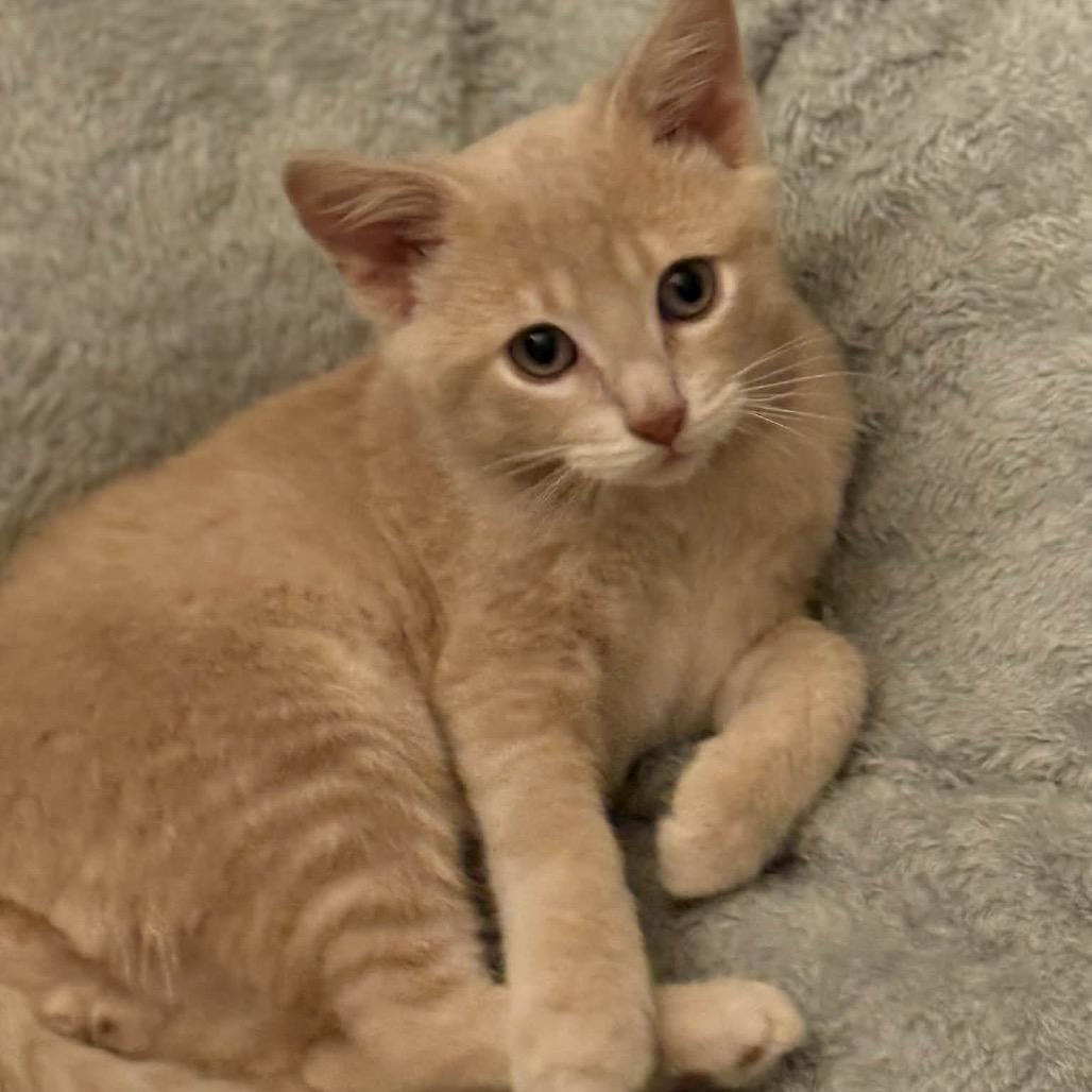 Enlarge Hey, Arnold, a Adoptable Domestic Short Hair in Troy, IL image 2/4