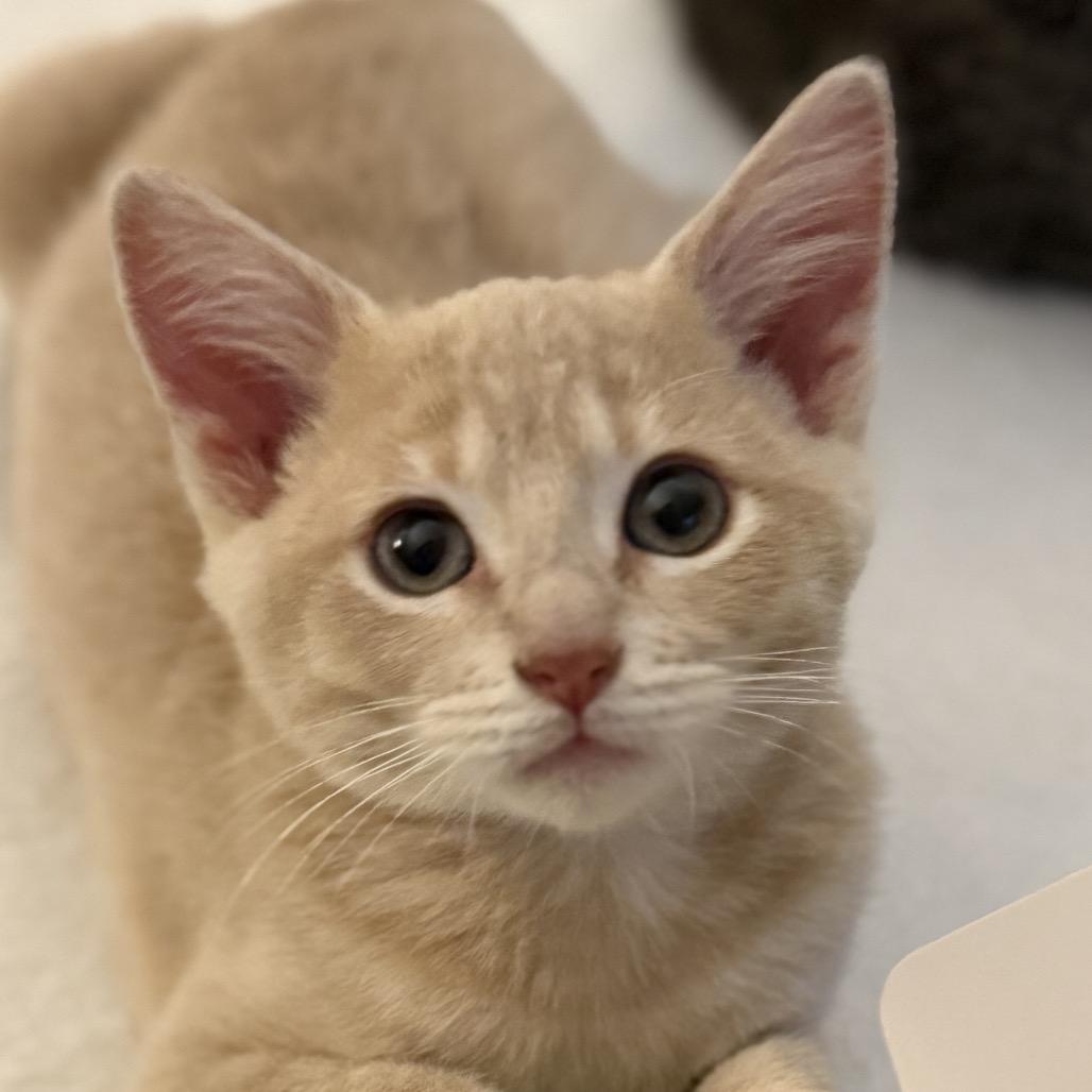 Enlarge Hey, Arnold, a Adoptable Domestic Short Hair in Troy, IL image 3/4