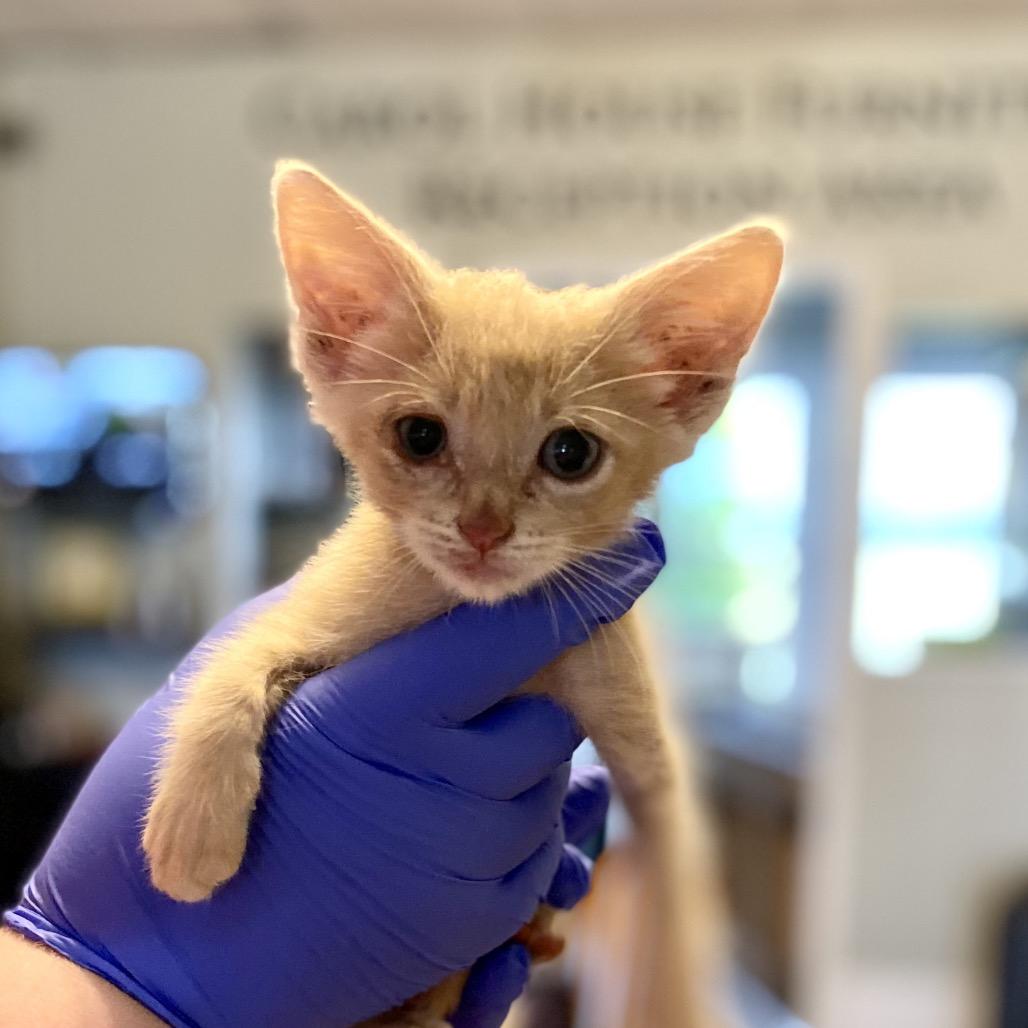 Enlarge Hey, Arnold, a Adoptable Domestic Short Hair in Troy, IL image 4/4