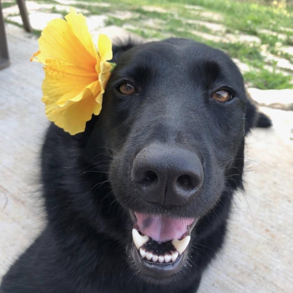 Enlarge Mya , a Adoptable mixed breed in Conroe, TX image 1/6