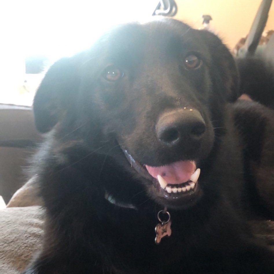 Enlarge Mya , a Adoptable mixed breed in Conroe, TX image 4/6