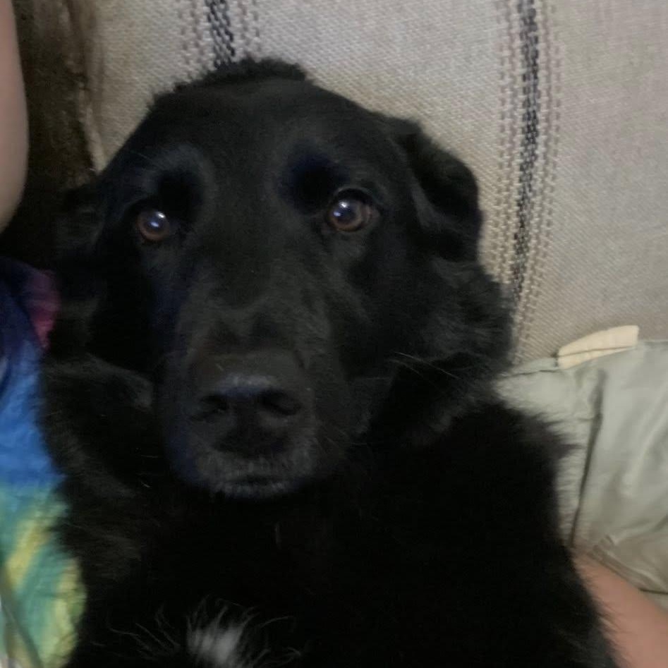 Enlarge Mya , a Adoptable mixed breed in Conroe, TX image 2/6