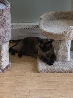 Enlarge Nimari, a Adoptable mixed breed in Pinckney, MI image 1/3