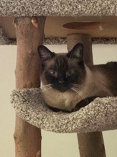 Enlarge Nimari, a Adoptable mixed breed in Pinckney, MI image 2/3
