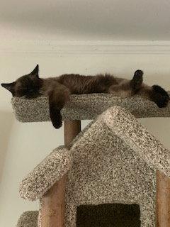 Enlarge Nimari, a Adoptable mixed breed in Pinckney, MI image 3/3