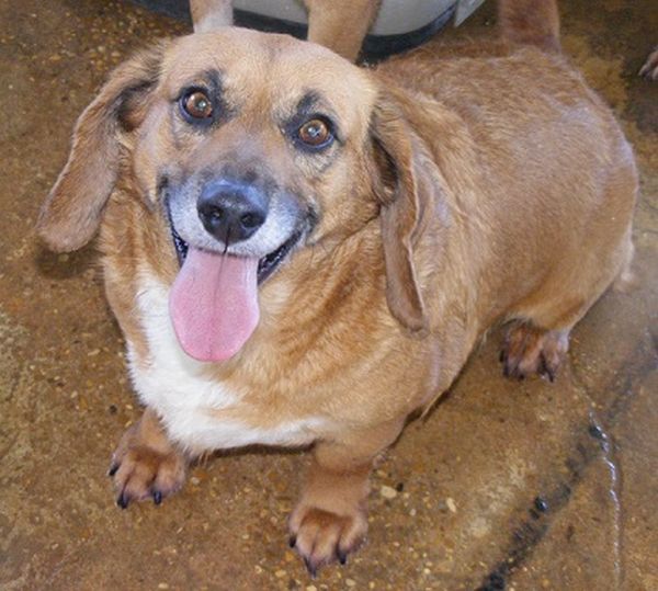 Enlarge Kami, a Adoptable mixed breed in Floresville, TX image 1/3