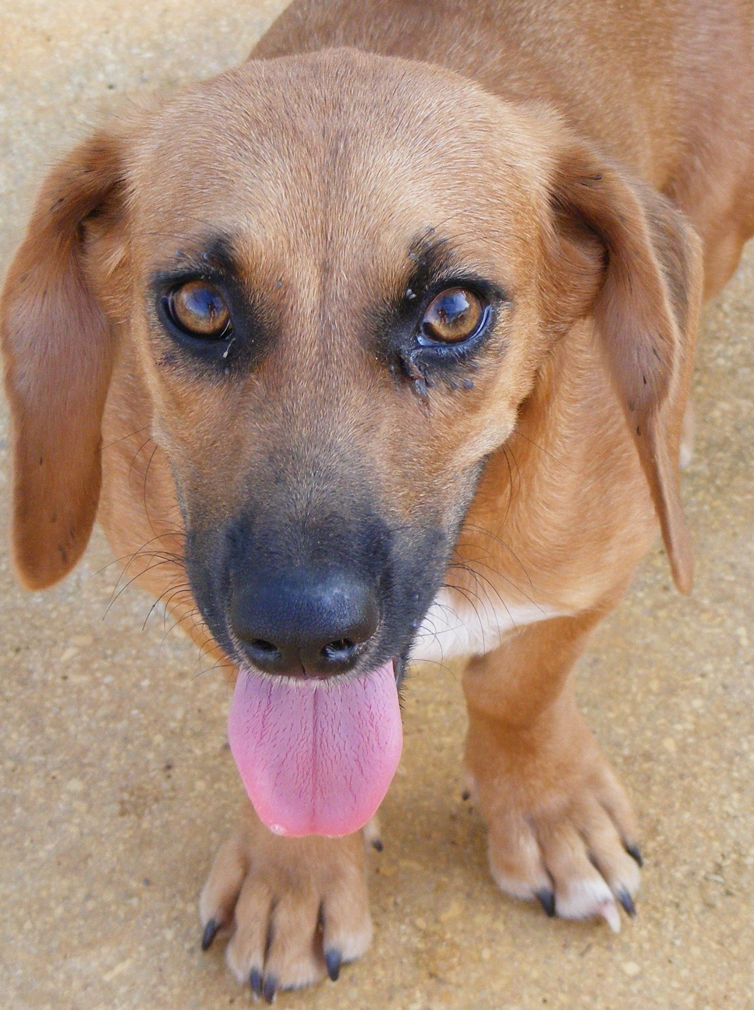 Enlarge Kami, a Adoptable mixed breed in Floresville, TX image 2/3