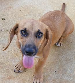 Enlarge Kami, a Adoptable mixed breed in Floresville, TX image 3/3