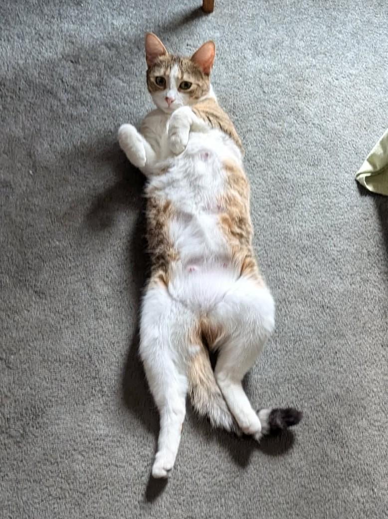 Enlarge Tulip, a ADOPTABLE Domestic Short Hair in Rochester , NY image 5/6