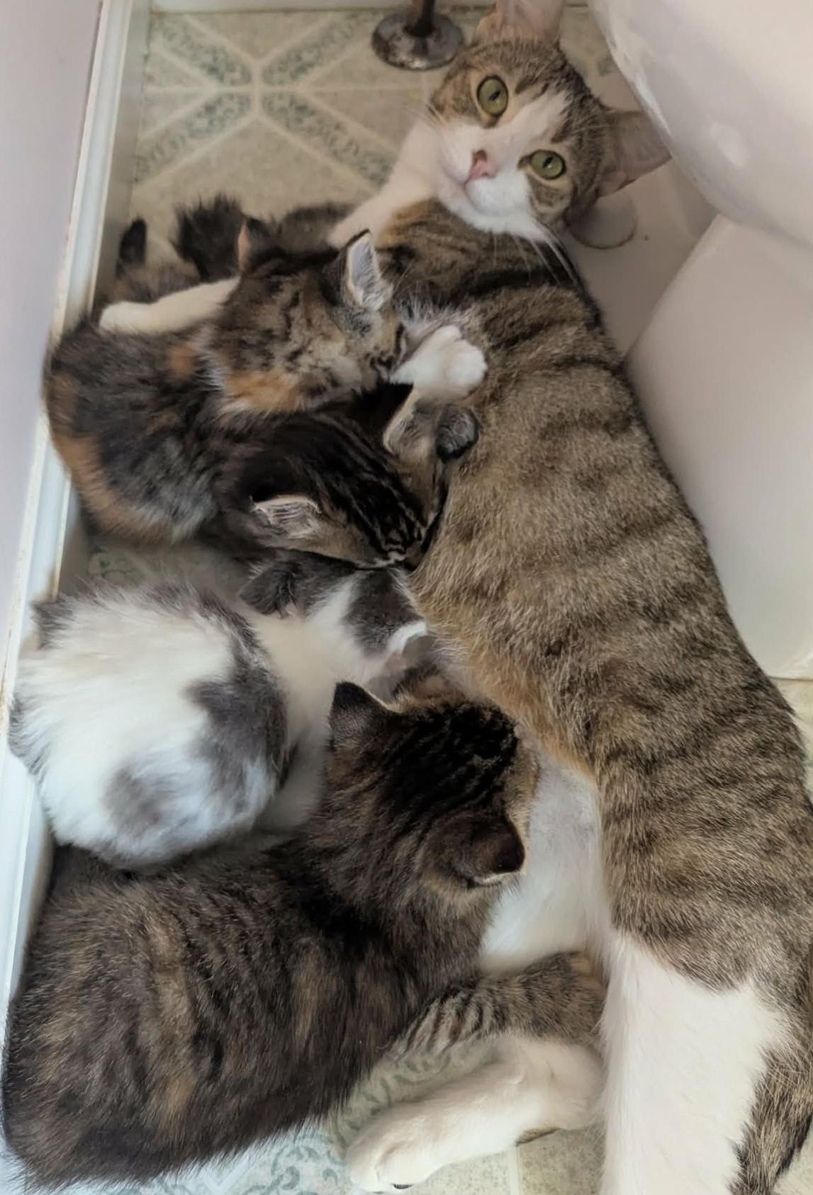 Enlarge Tulip, a ADOPTABLE Domestic Short Hair in Rochester , NY image 4/6