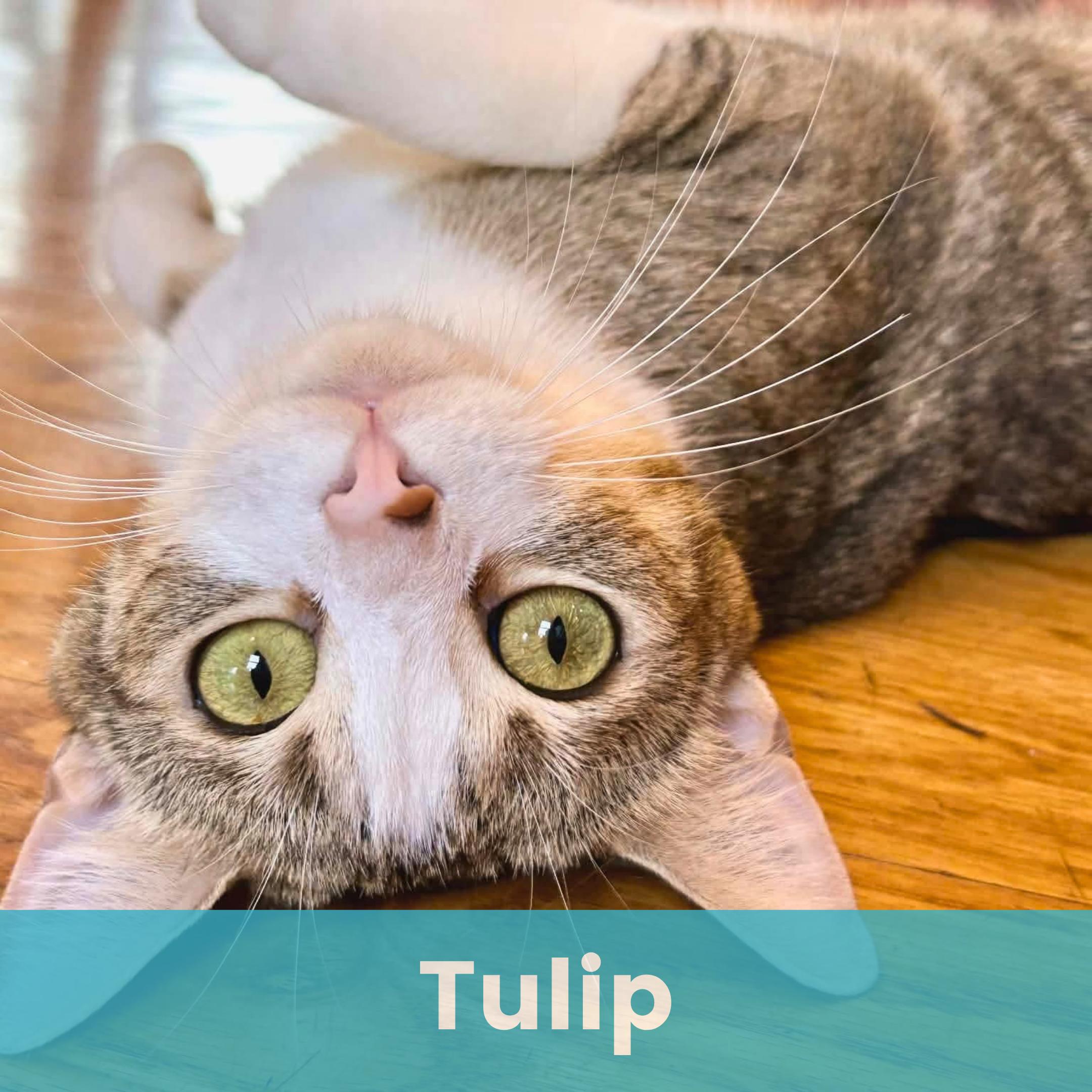 Enlarge Tulip, a ADOPTABLE Domestic Short Hair in Rochester , NY image 1/6