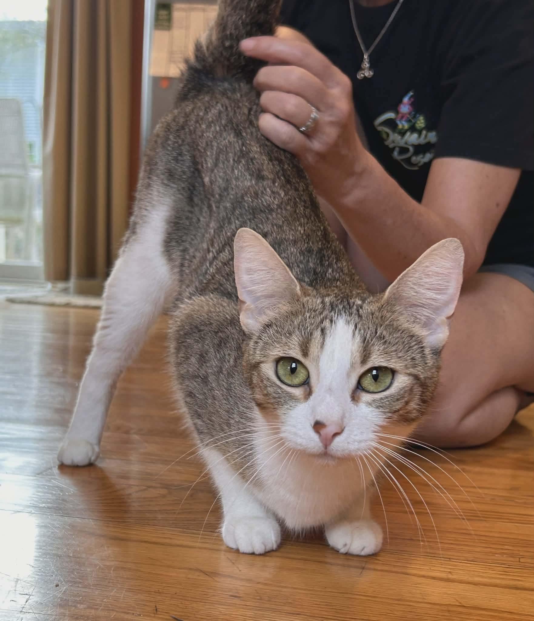 Enlarge Tulip, a ADOPTABLE Domestic Short Hair in Rochester , NY image 3/6