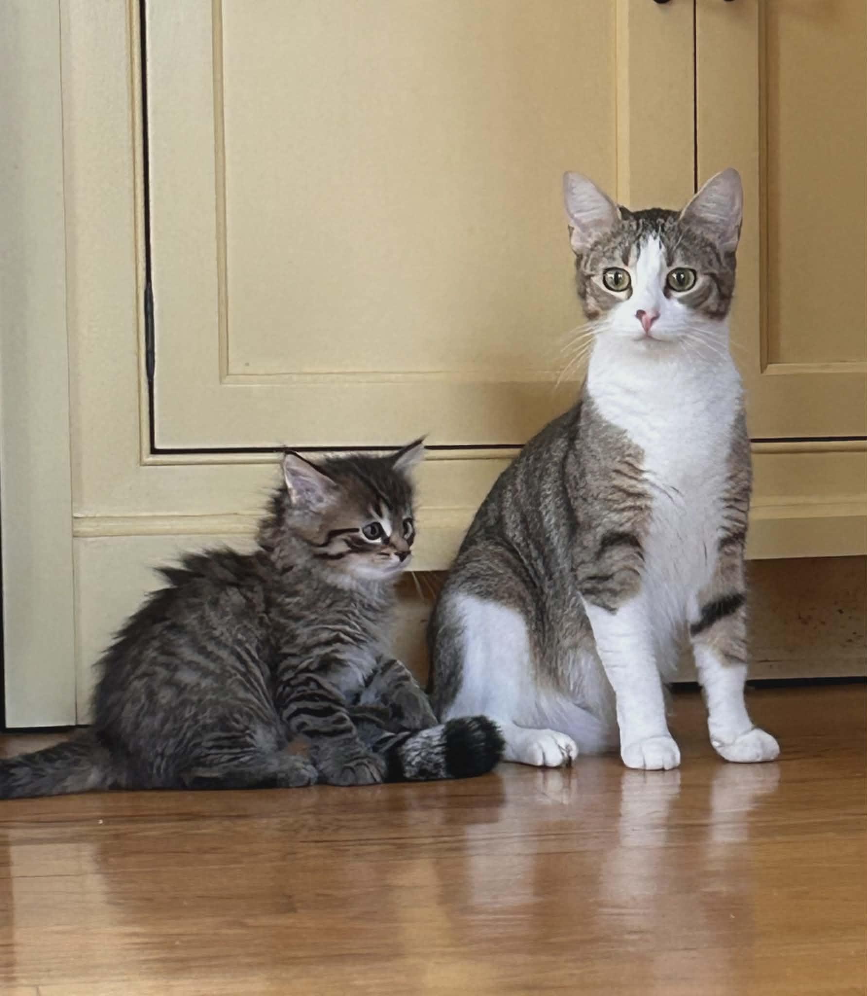 Enlarge Tulip, a ADOPTABLE Domestic Short Hair in Rochester , NY image 2/6