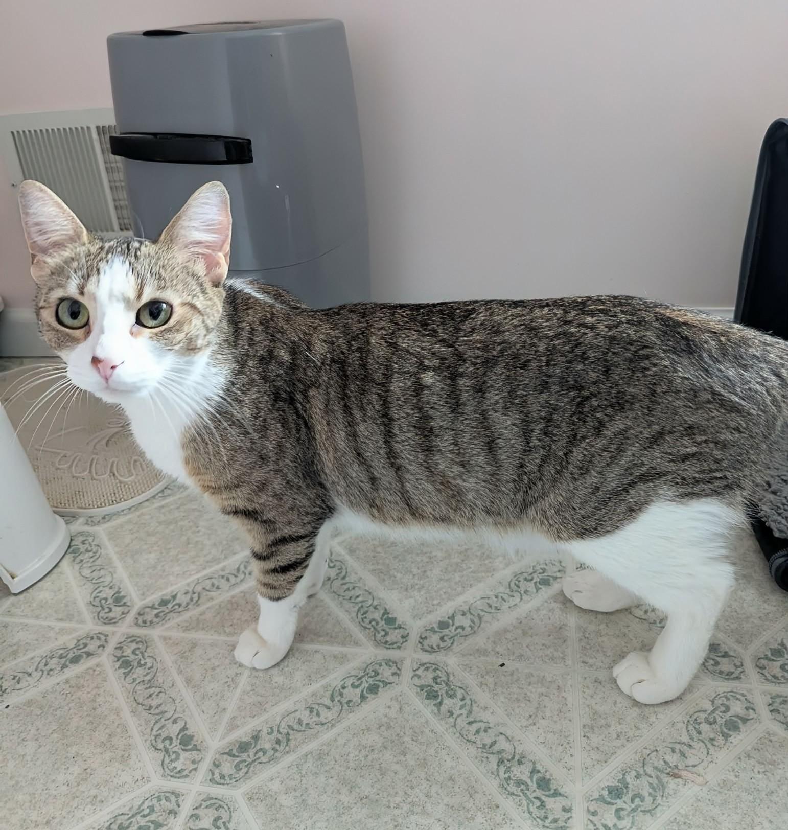 Enlarge Tulip, a ADOPTABLE Domestic Short Hair in Rochester , NY image 6/6