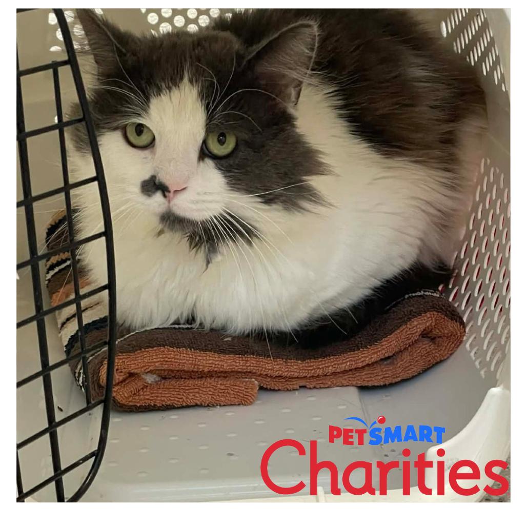 Vincent Van Gogh, Adoptable, Adult Male Domestic Medium Hair.