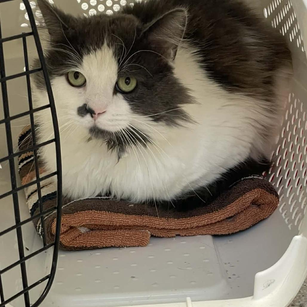 Vincent Van Gogh, Adoptable, Adult Male Domestic Medium Hair.